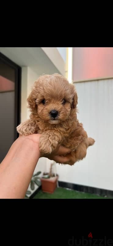 Mini Maltipoo puppies 1