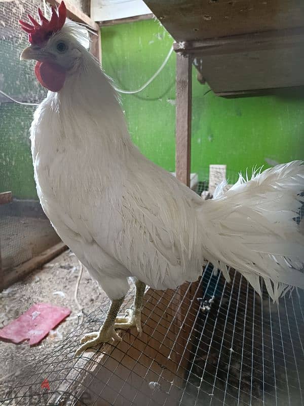 Hasawi rooster, 0