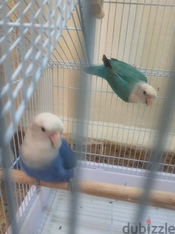 love bird pair 0