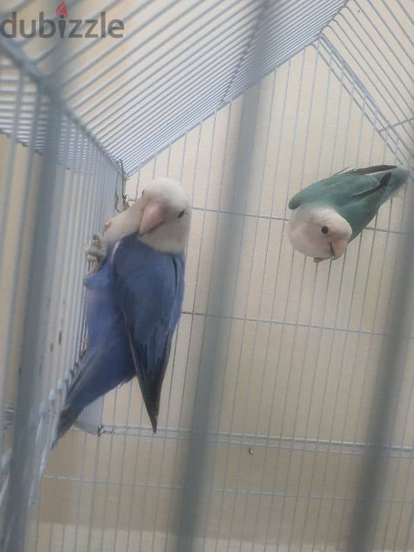 love bird pair 5