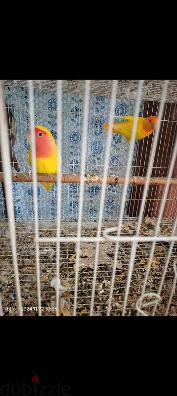 lovebird pair breeder 0