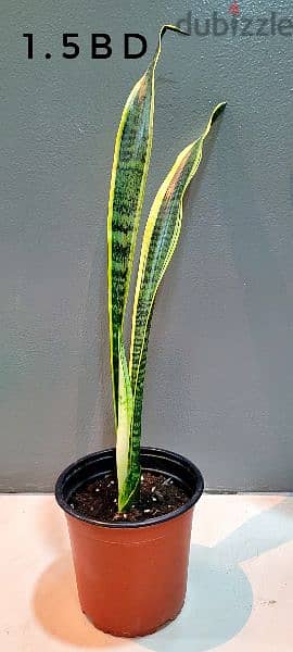 snake plant 0