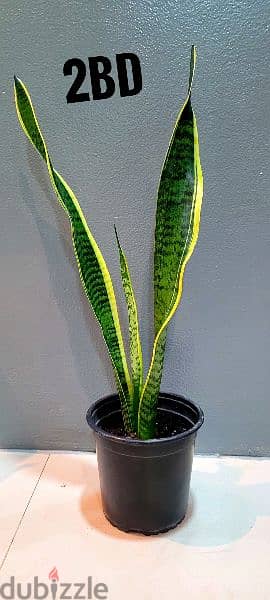 snake plant 1