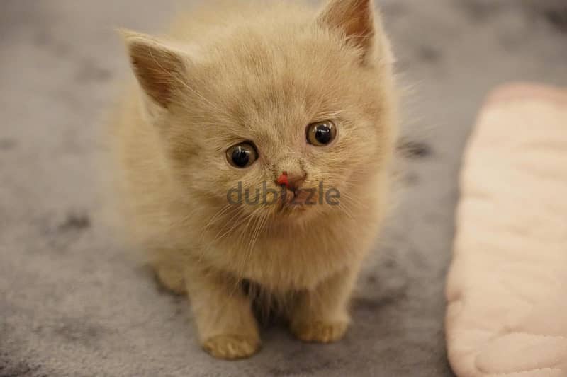 سكوتش فولد ليلك - Scottish fold lailac 0