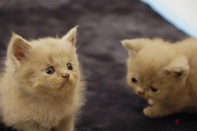 سكوتش فولد ليلك - Scottish fold lailac 2