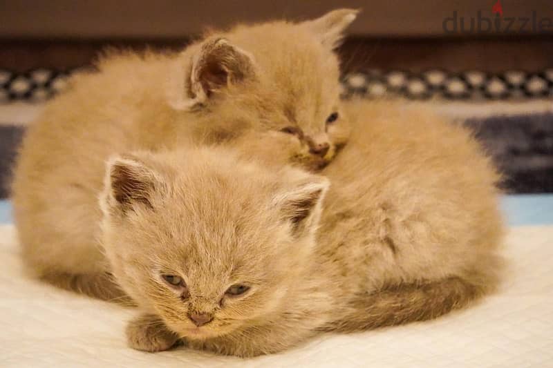 سكوتش فولد ليلك - Scottish fold lailac 3