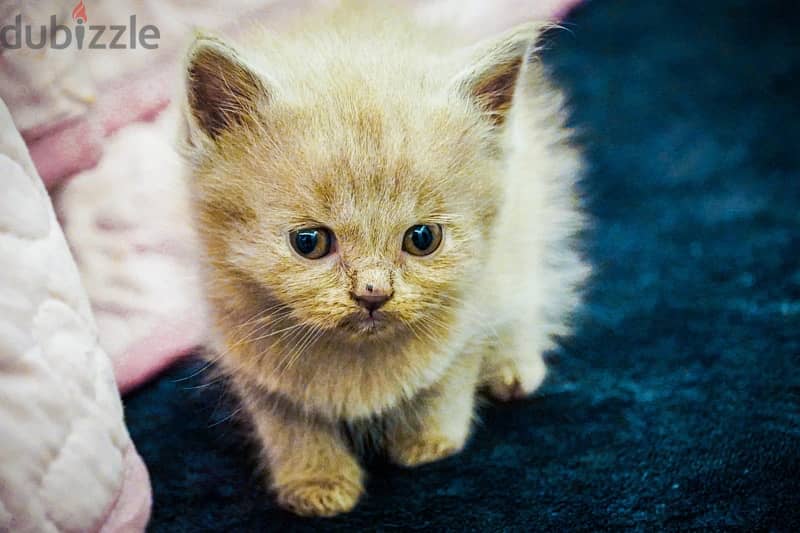 سكوتش فولد ليلك - Scottish fold lailac 4