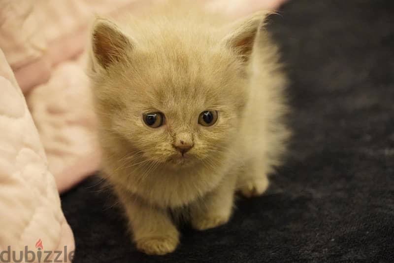 سكوتش فولد ليلك - Scottish fold lailac 5