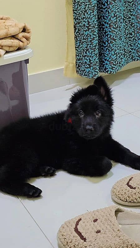 Pure breed double coat german shepherd full black 0