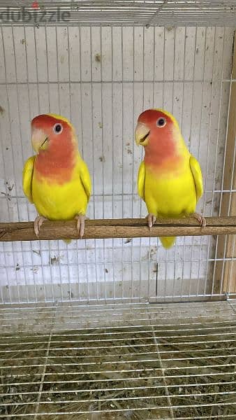 Breeding pair latino lovebirds 0