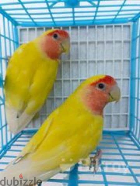 Breeding pair latino lovebirds 1