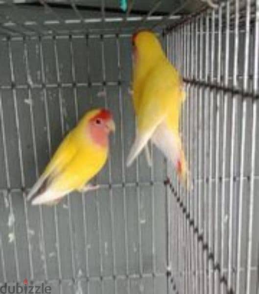 Breeding pair latino lovebirds 2