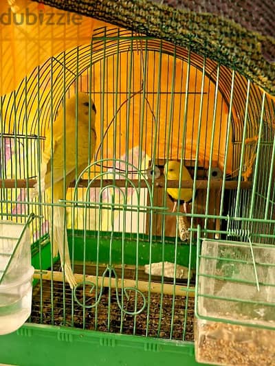 hollandi breeder pair female red eye