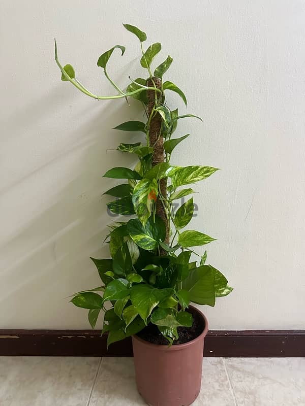 Money Plants  available 0