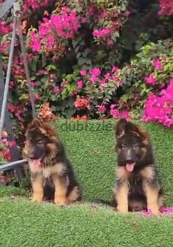 Special offer male and female German sheprd long hair top level 0