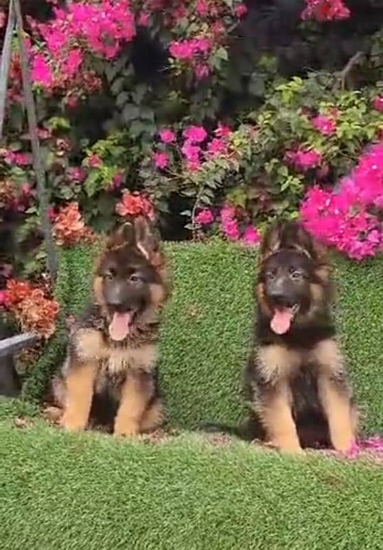 Special offer male and female German sheprd long hair top level 1