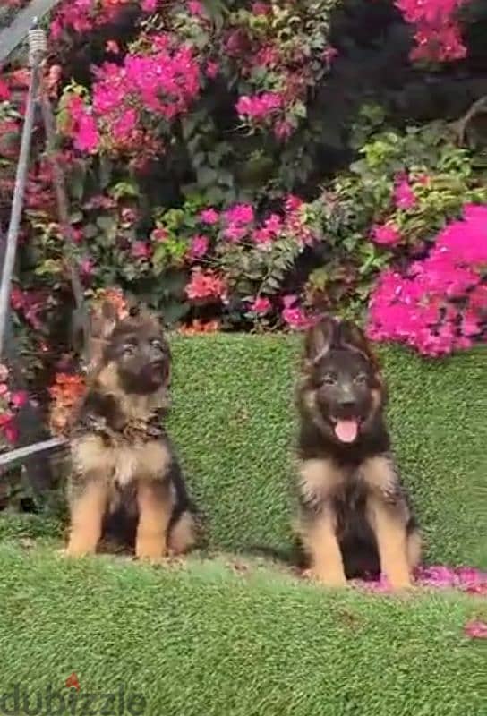 Special offer male and female German sheprd long hair top level 2