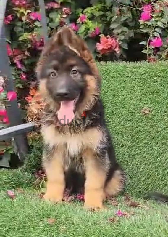 Special offer male and female German sheprd long hair top level 3