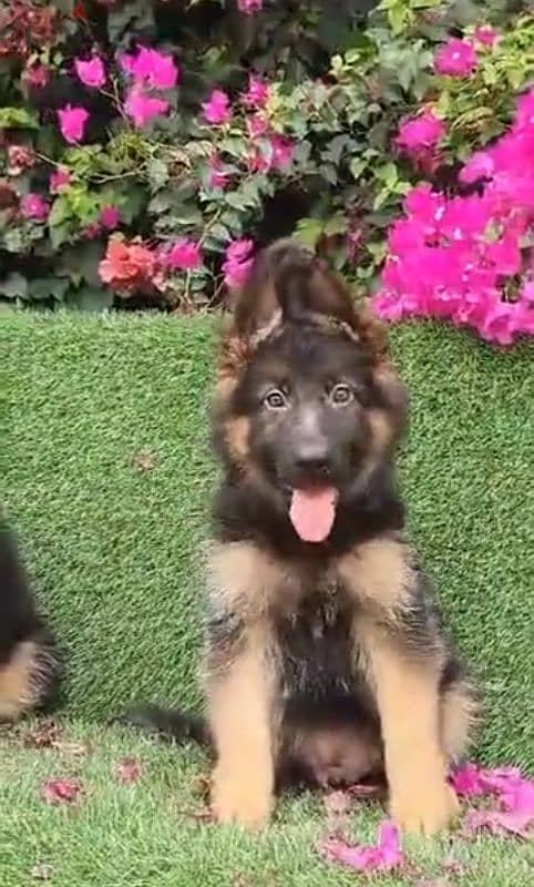 Special offer male and female German sheprd long hair top level 4