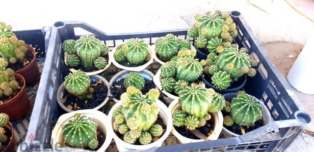 Cactus Plants