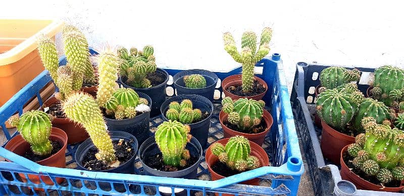 Cactus Plants 2