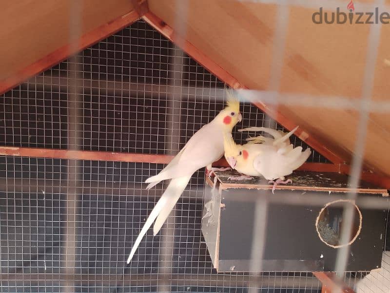 cockatiel pair 0