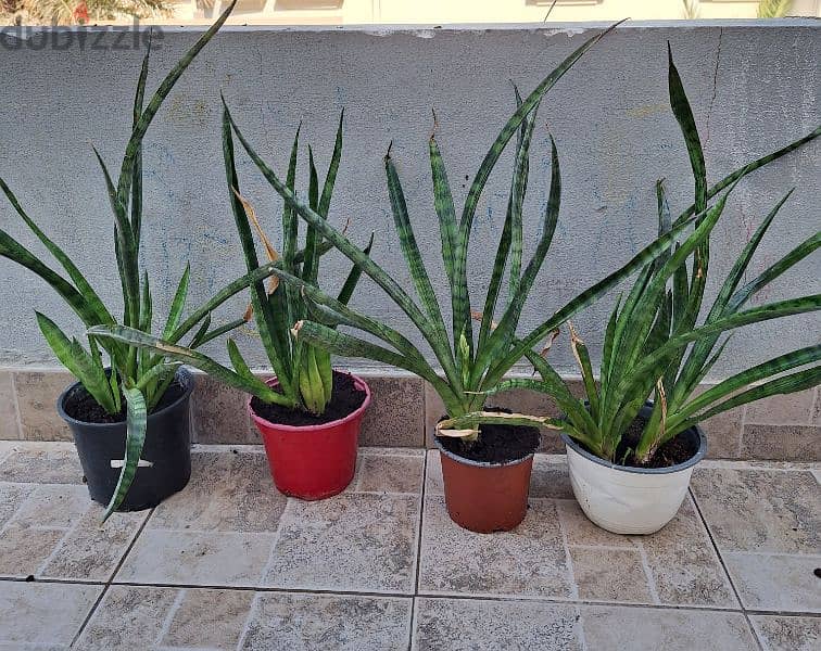 snake plant for sale 0