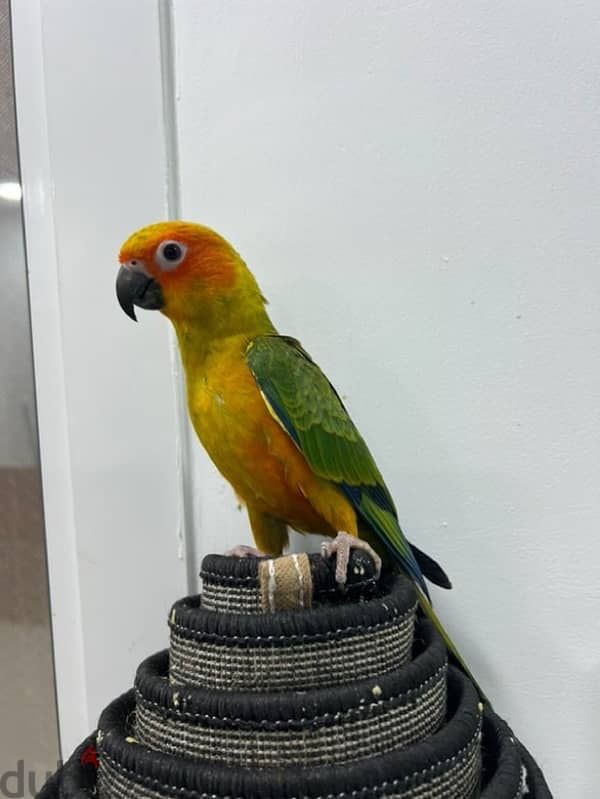 سن كنيور Sun conure 0