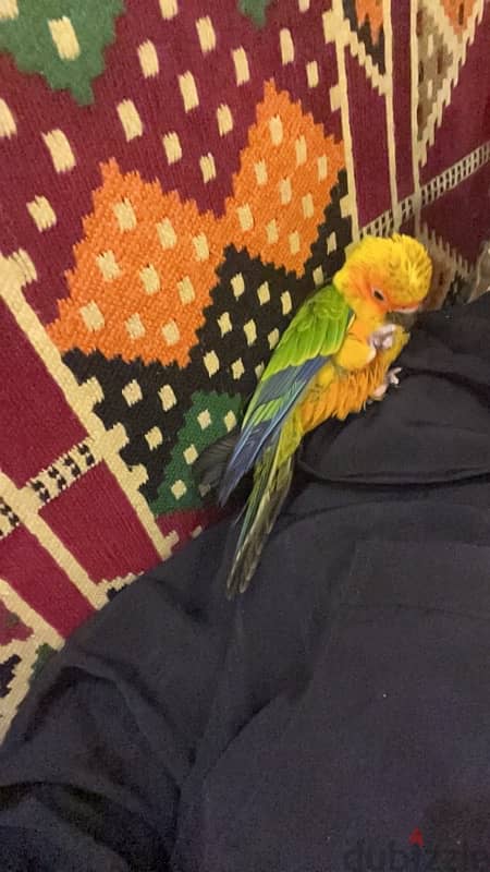 سن كنيور Sun conure 1