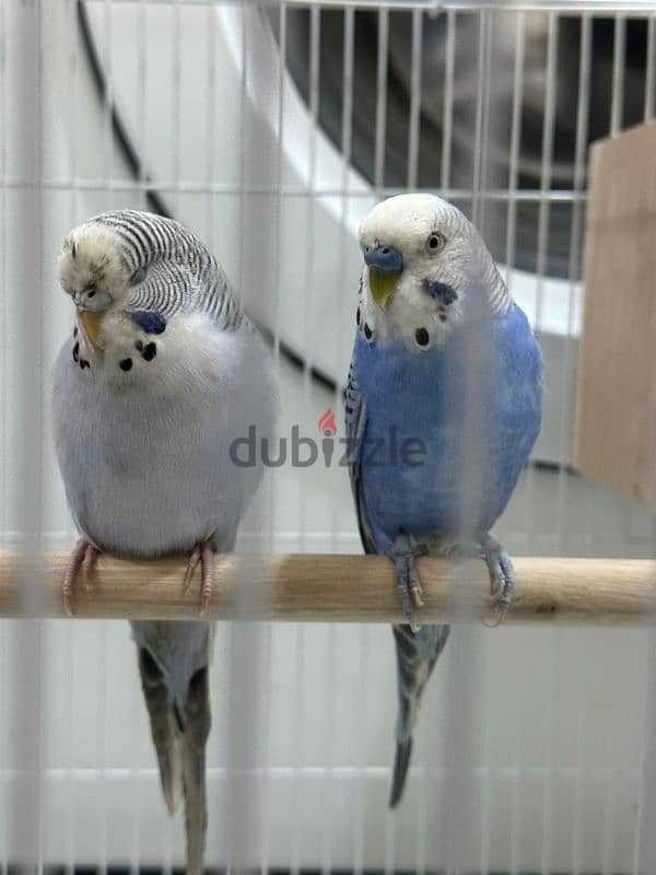 pair of budgies 0