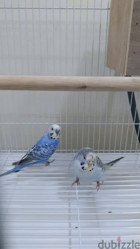 pair of budgies 1