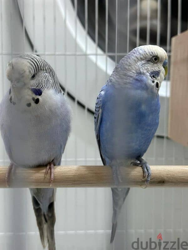 pair of budgies 2