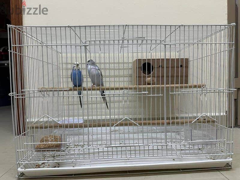 pair of budgies 3