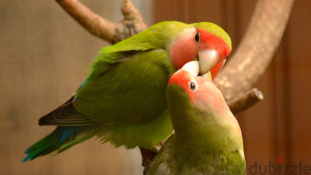 Love Birds for Sale 0