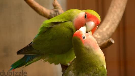 Love Birds Parrot Pair