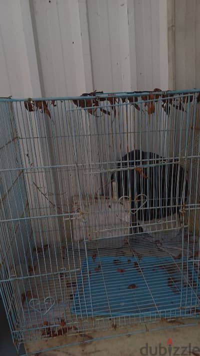 for sale nw cage