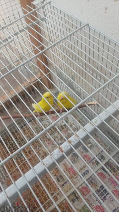 2 Full yellow red eye Budgies female