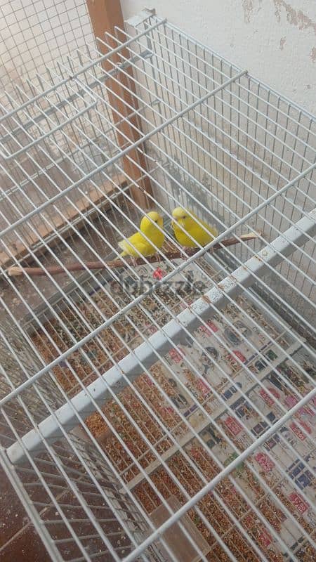 2 Full yellow red eye Budgies female 1