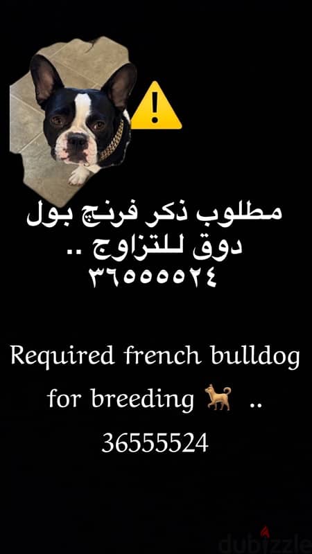 franch bull dog 0