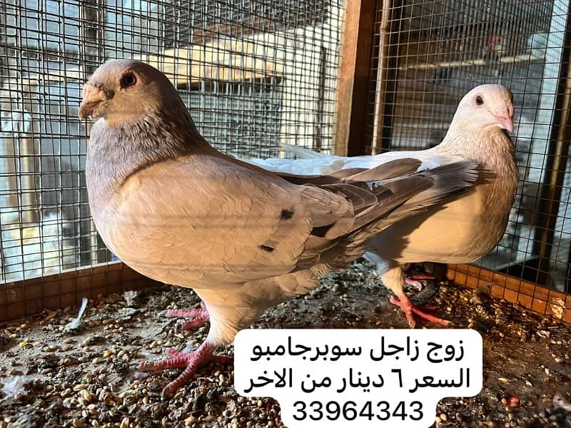 2 pair racing pigeon 0