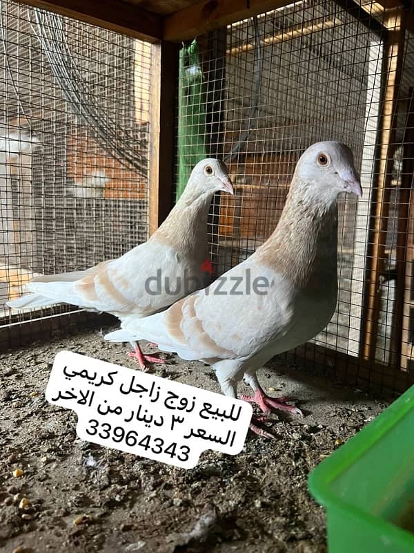 2 pair racing pigeon 1