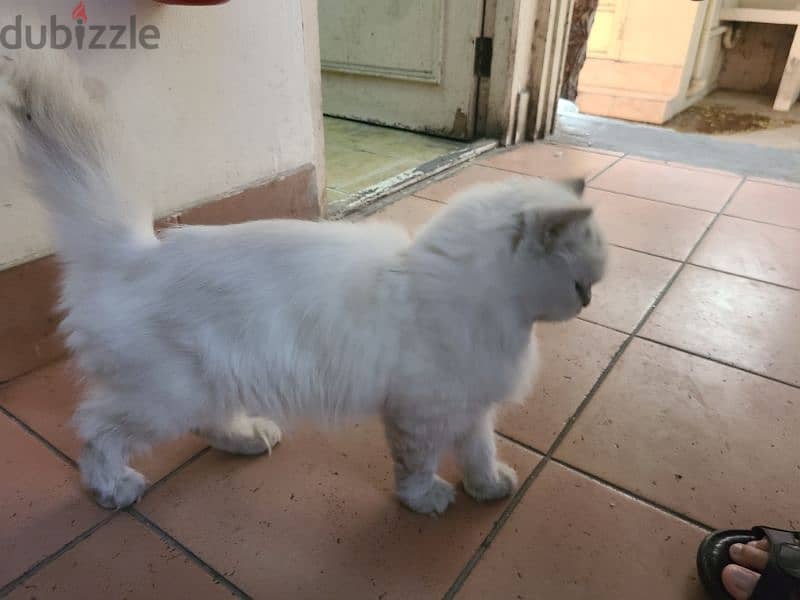 friendly perian cat 1