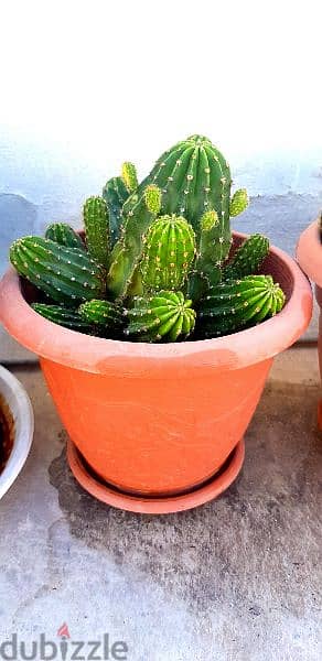 Cactus plants 1