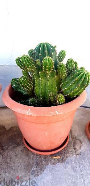 Cactus plants 2