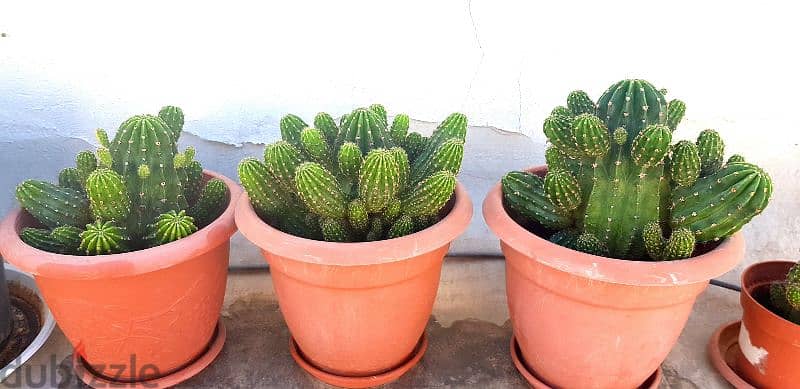 Cactus plants 3