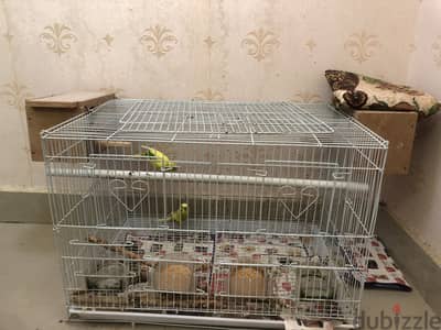 Budgies Pair