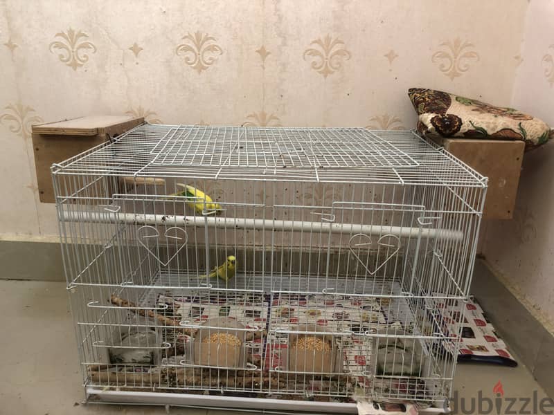 Budgies Pair 0