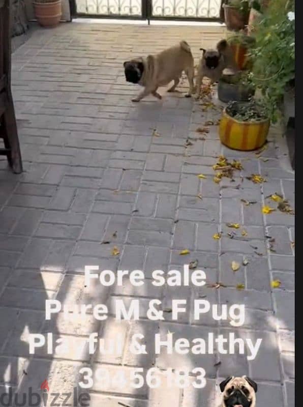 pug, adult per for sale 0