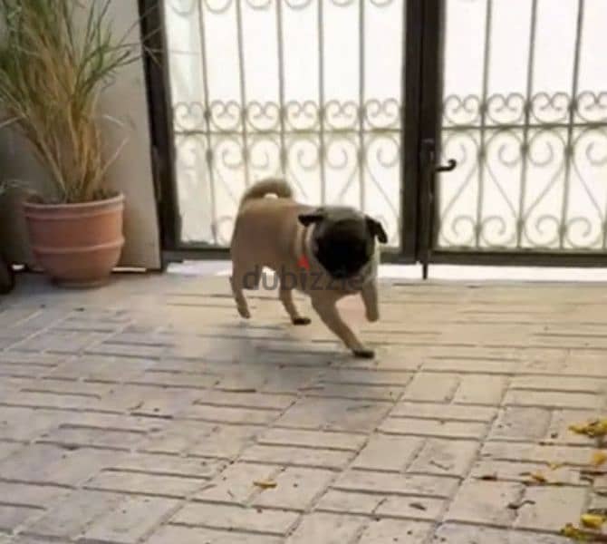 pug, adult per for sale 1