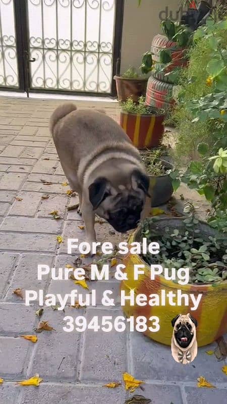 pug, adult per for sale 2